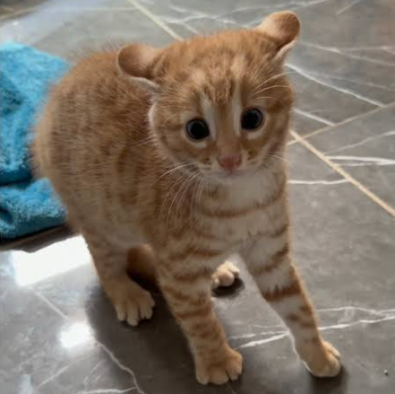 Keripik Tempe - Kucing Hybrid Jungle